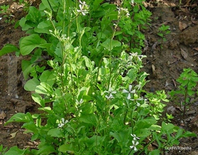 Menadah fulus segar dari budidaya arugula