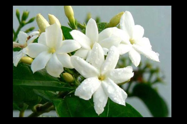 Bisnis Bunga Melati Diyakini Kian Prospektif