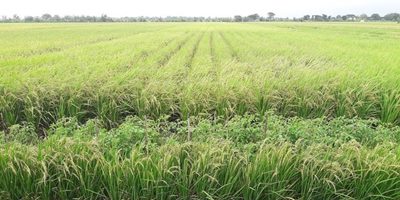 Pemerintah Diminta Fokus pada Produktivitas Lahan