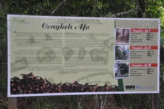 Kisah Pohon Cengkeh Tertua di Dunia yang Selamat dari Pemusnahan Belanda