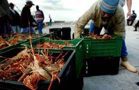 LIPI Kembangkan Teknologi Formulasi Pakan Buatan untuk Abalon dan Lobster