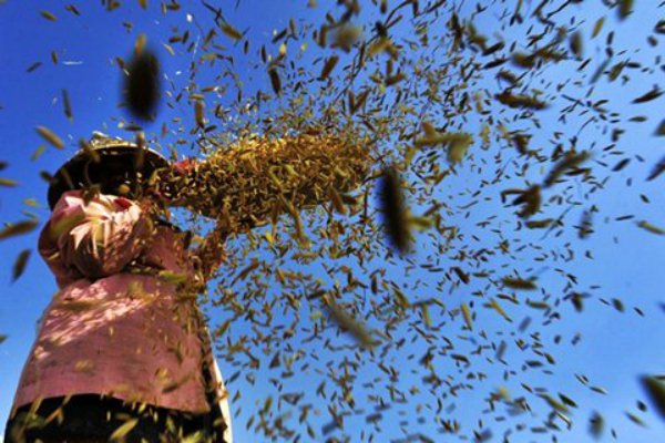 Biaya Produksi Meningkat, Petani Kecewa HET Turun