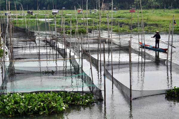PERIKANAN BUDI DAYA: Indonesia Jadi Lokasi Percontohan Perbaikan Tata Kelola Biosekuriti