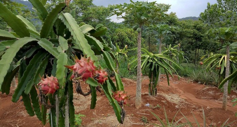 Bisa Sebabkan Gagal Panen, Waspadai Kanker Batang Buah Naga
