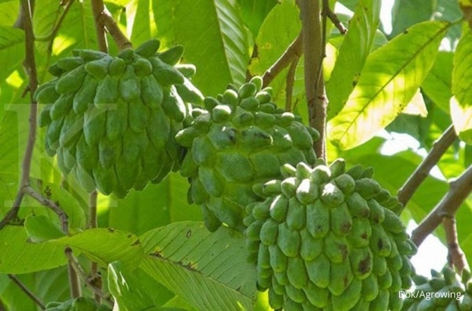 Kuning dan berduri, srikaya nanas banyak dicari
