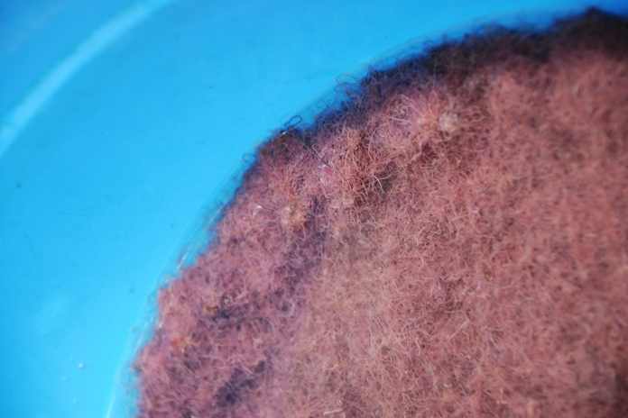 Yuk, Coba Langkah Mudah Budidaya Cacing Sutera