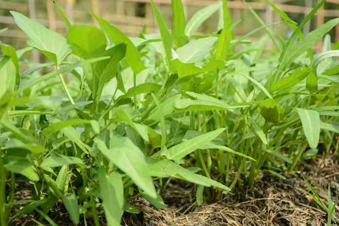 Menanam Kangkung Darat dengan Cara Sederhana